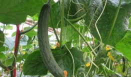 新黄瓜最新爆料视频大全,揭秘幕后真相与精彩瞬间