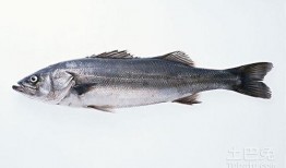 鳕鱼最新爆料图片及价格,价格波动引关注！”