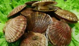 爆料扇贝测评视频大全最新,最新视频大全深度解析