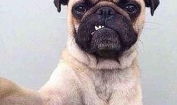 巴哥最新爆料信息视频,揭秘视频背后的惊人真相