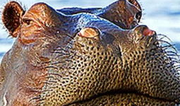 河马最新爆料视频,揭秘幕后真相，带你走进事件核心